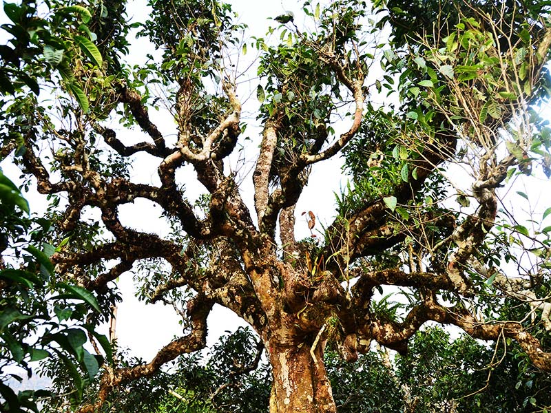 Thân cây trà cổ giữa miền núi