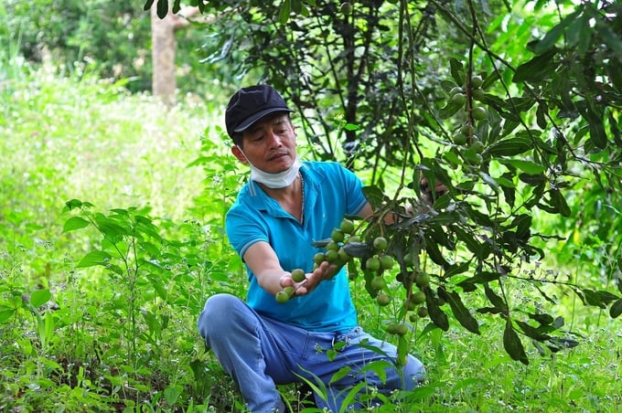 Thu hái mắc ca trong vườn
